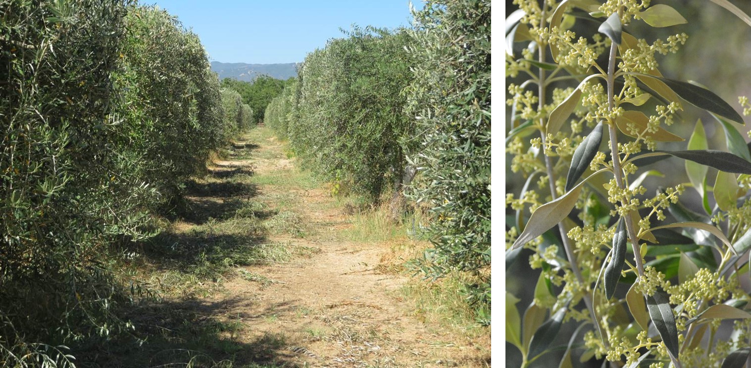 Olive Collection Field Tour of the USDA National Clonal Germplasm