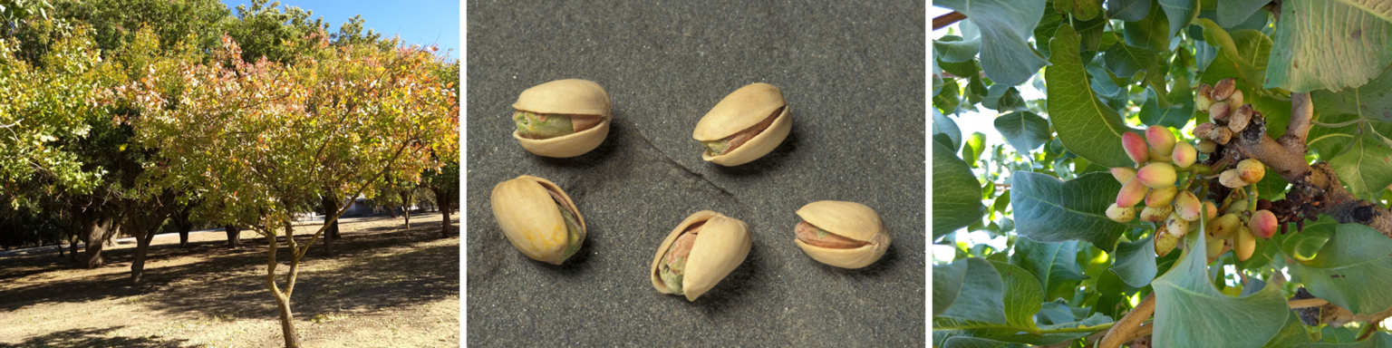 Pistachio Collection – Field Tour Of The USDA National Clonal Germplasm ...