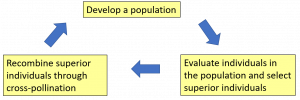 Flow diagram: top - develop a population arrow to lower right "evaluate individuals in the population and select superior individual" arrow to lower left "recombine superior individuals through cross-pollination" arrow up to top.