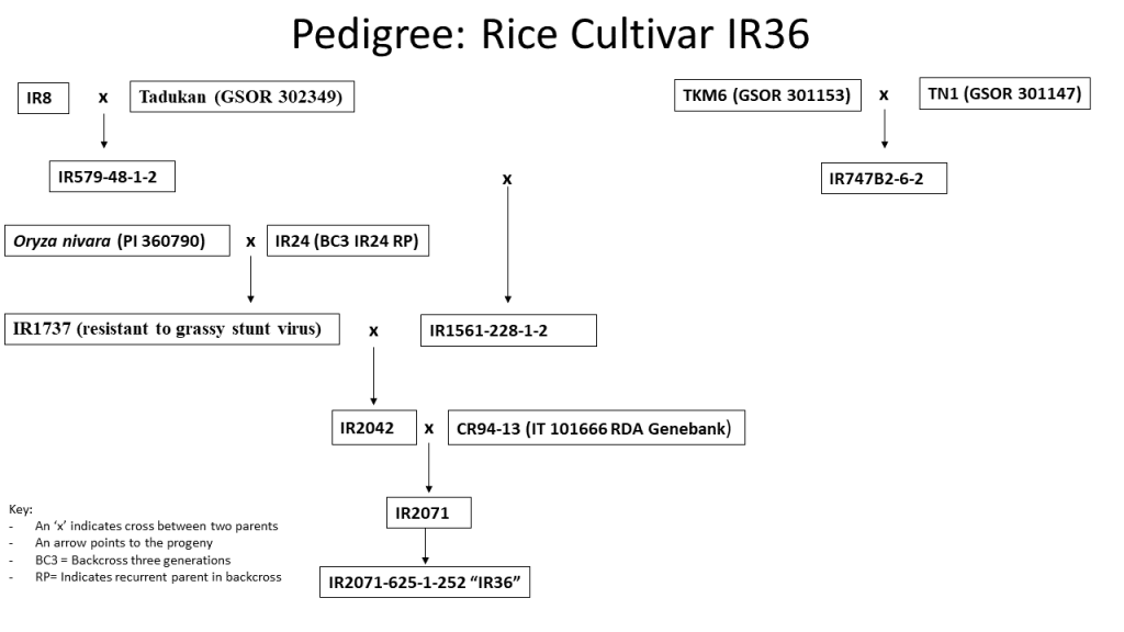 Pedigree diagram of IR36 rice