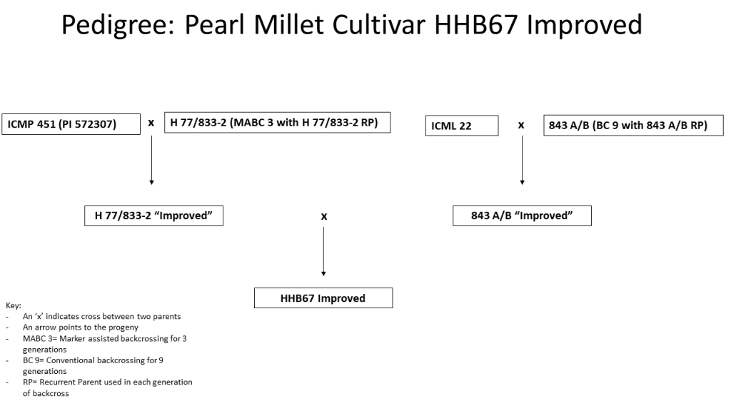 Pedigree diagram for pearl millet HHB 67 Improved