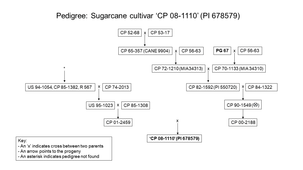 Pedigree diagram for sugarcane cultivar ‘CP 08-1110’