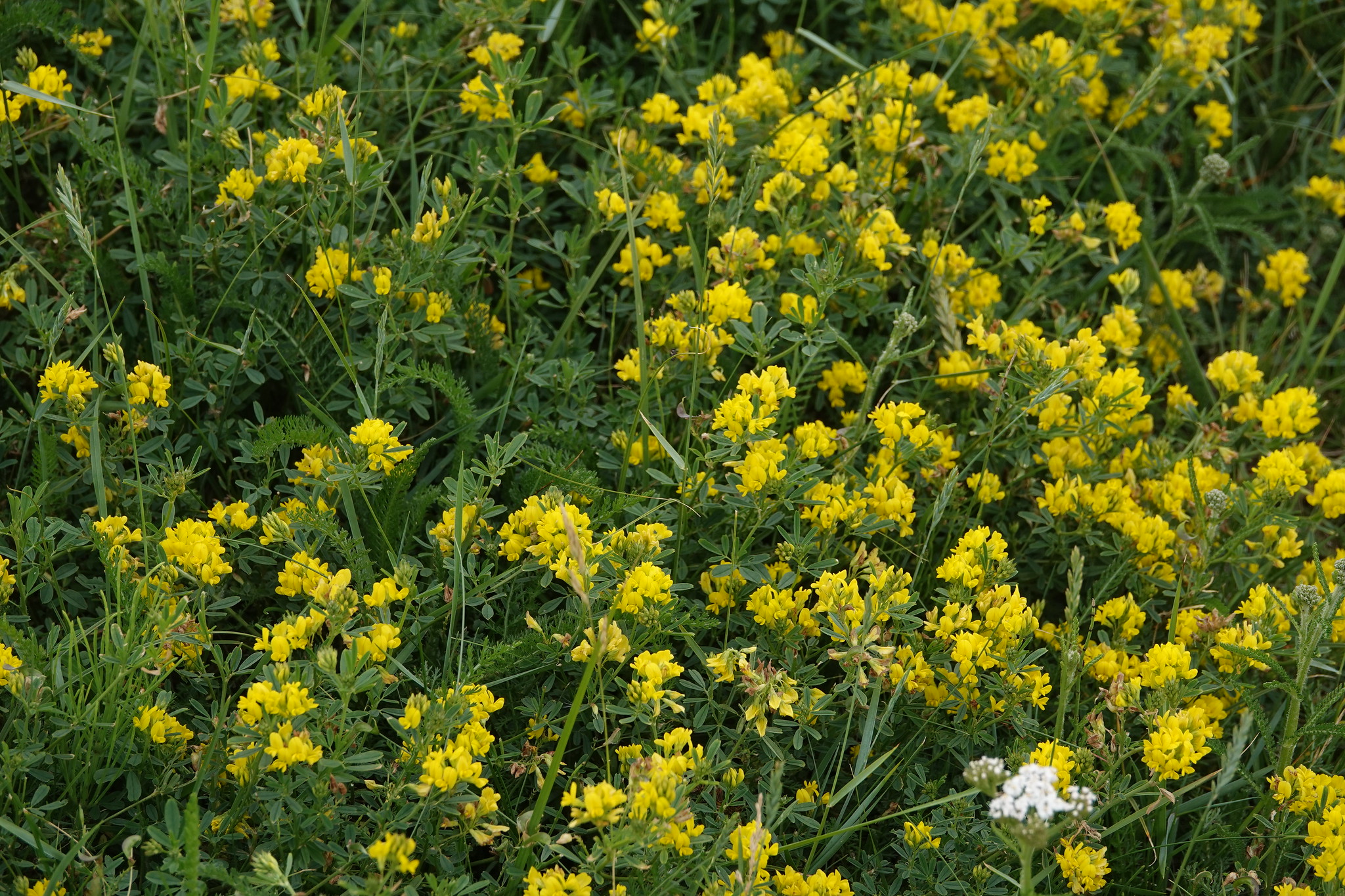 Alfalfa ‘Sholty’ Hardiness, Drought Tolerance, Conservation Plant