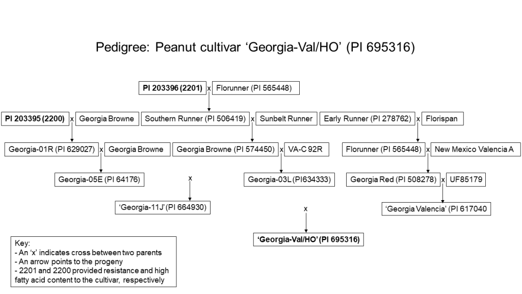 Pedigree of peanut 'Georgia-Val/HO'