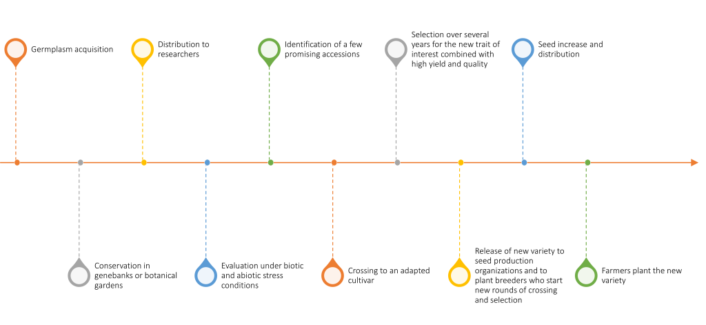 Flowchart of the following steps: 1) Germplasm acquisition. 2) Conservation in genebanks or botanical gardens. 3) Distribution to researchers. 4) Evaluation under biotic and abiotic stress conditions. 5) Identification of a few promising accessions. 6) Crossing to an adapted cultivar. 7) Selection over several years for the new trait of interest combined with high yields and quality. 8) Release of new variety to seed production organizations and to plant breeders who start new rounds of crossing and selection. 9) Seed increase and distribution. 10) Farmers plant the new variety.