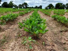 Bambara Groundnut (Vigna Subterranea) – Understudied Indigenous Crops