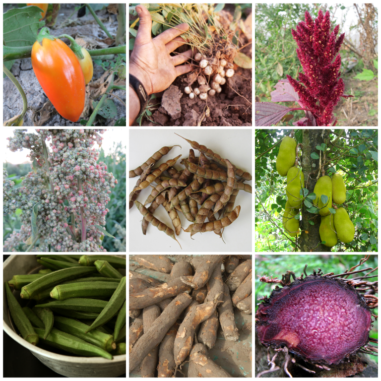 the-importance-of-indigenous-crops-understudied-indigenous-crops