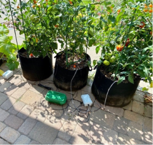 image of tomatoes in pots with soil sensors to determine moisture levels.