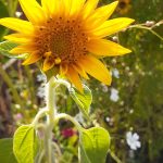 Sunflower plant