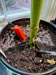 Picture of soil sensor with water emitter for a potted plant