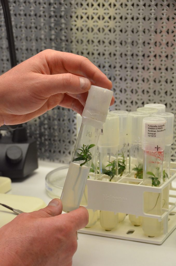 Citrus Micrografting For Regrowth After Shoot Tip Cryopreservation ...