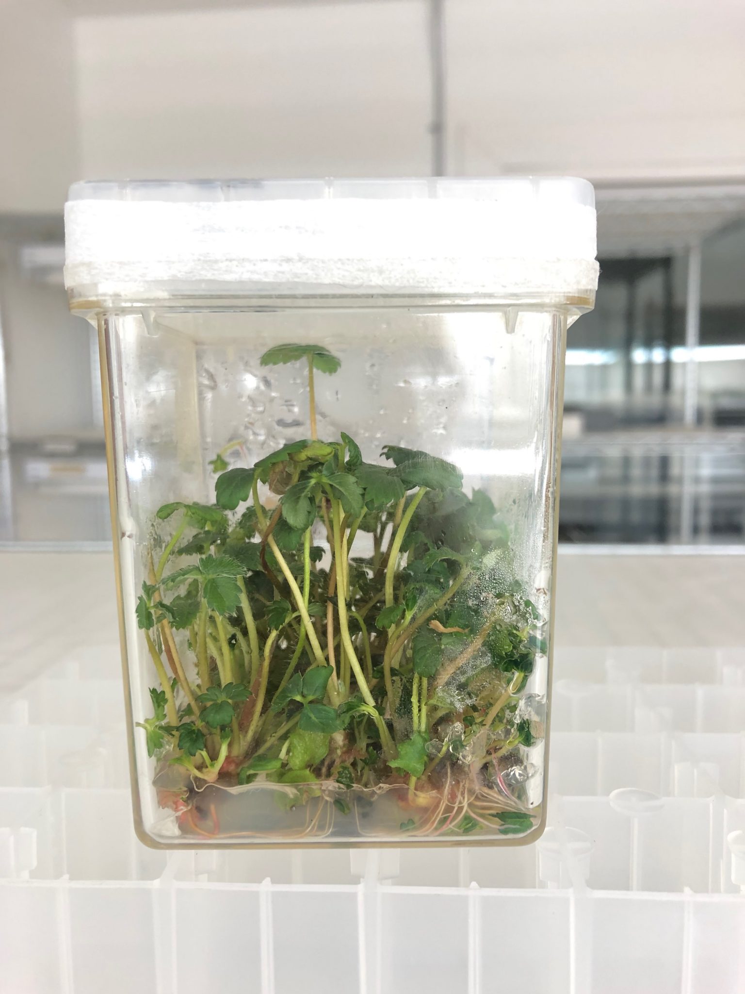 Introduction Of Clean Plants Into Tissue Culture: Temperate Crops ...