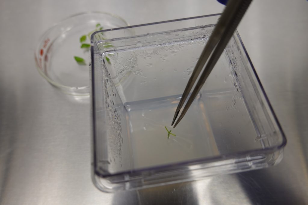 Introduction Of Clean Plants Into Tissue Culture: Temperate Crops ...