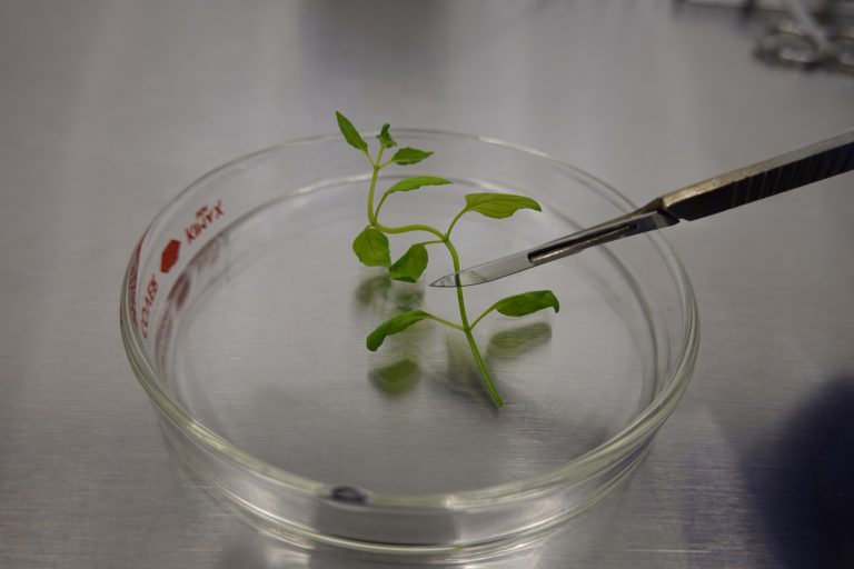 Introduction Of Clean Plants Into Tissue Culture: Temperate Crops ...