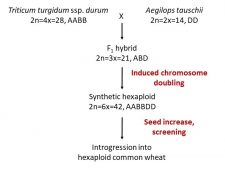 Case Study: Wheat Domestication And Breeding – Crop Wild Relatives And ...