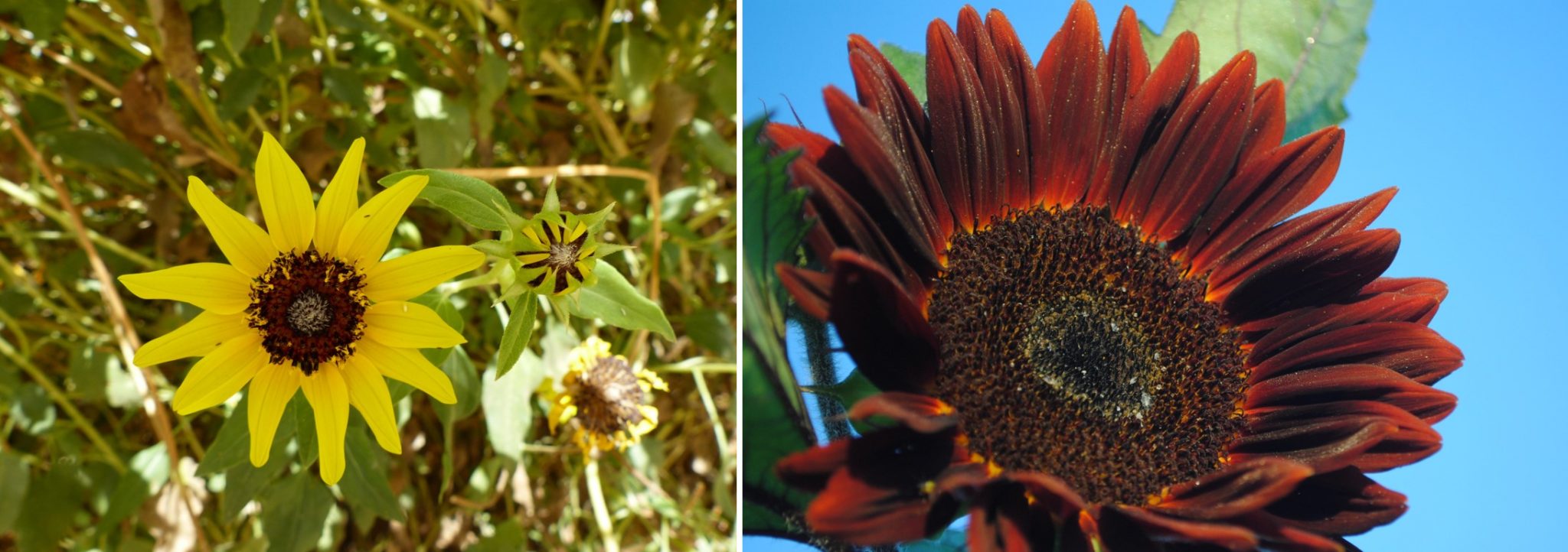 Case Study Sunflower Domestication and Breeding Crop Wild Relatives