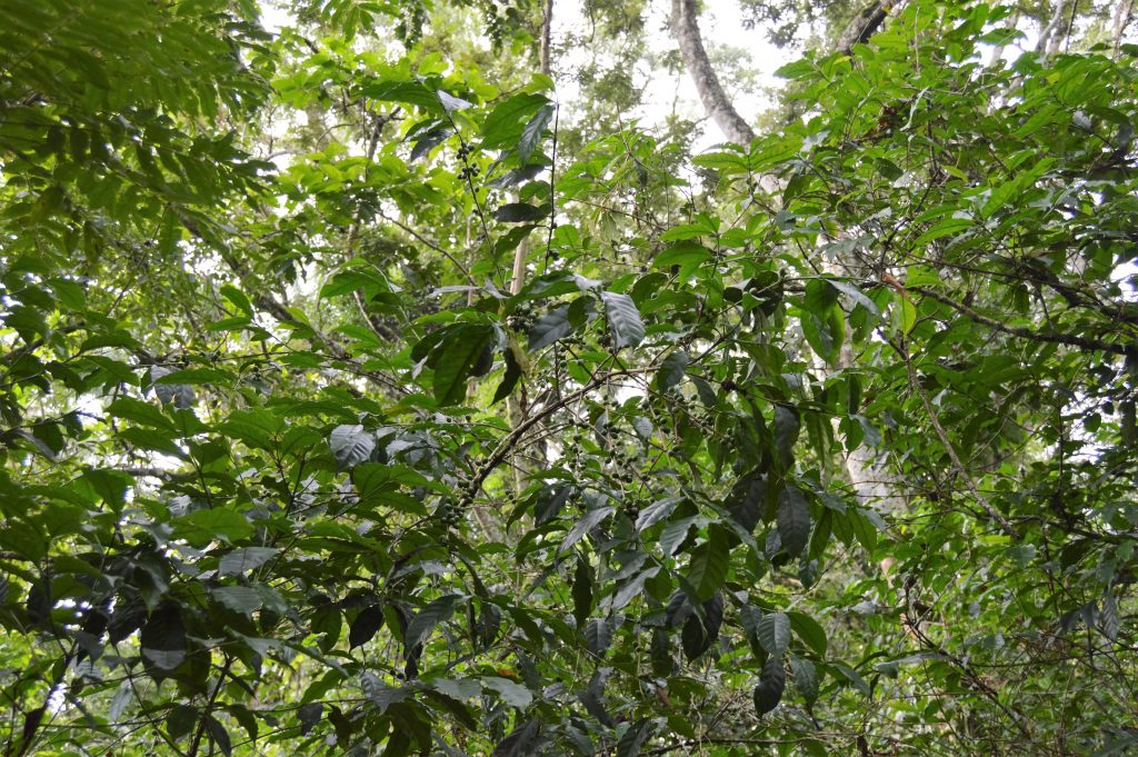 Case Study: Coffee Wild Species and Cultivars – Crop Wild Relatives and ...