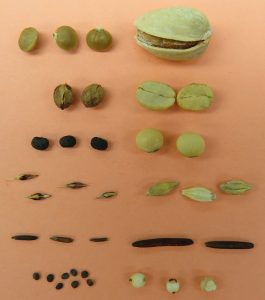 Comparison of seeds of wild species (left) and their domesticated counterparts (right). From top to bottom: pistachio, coffee, soybean, barley, North American wild rice (Zizania palustris), and sorghum. Photo credit: Christina Walters