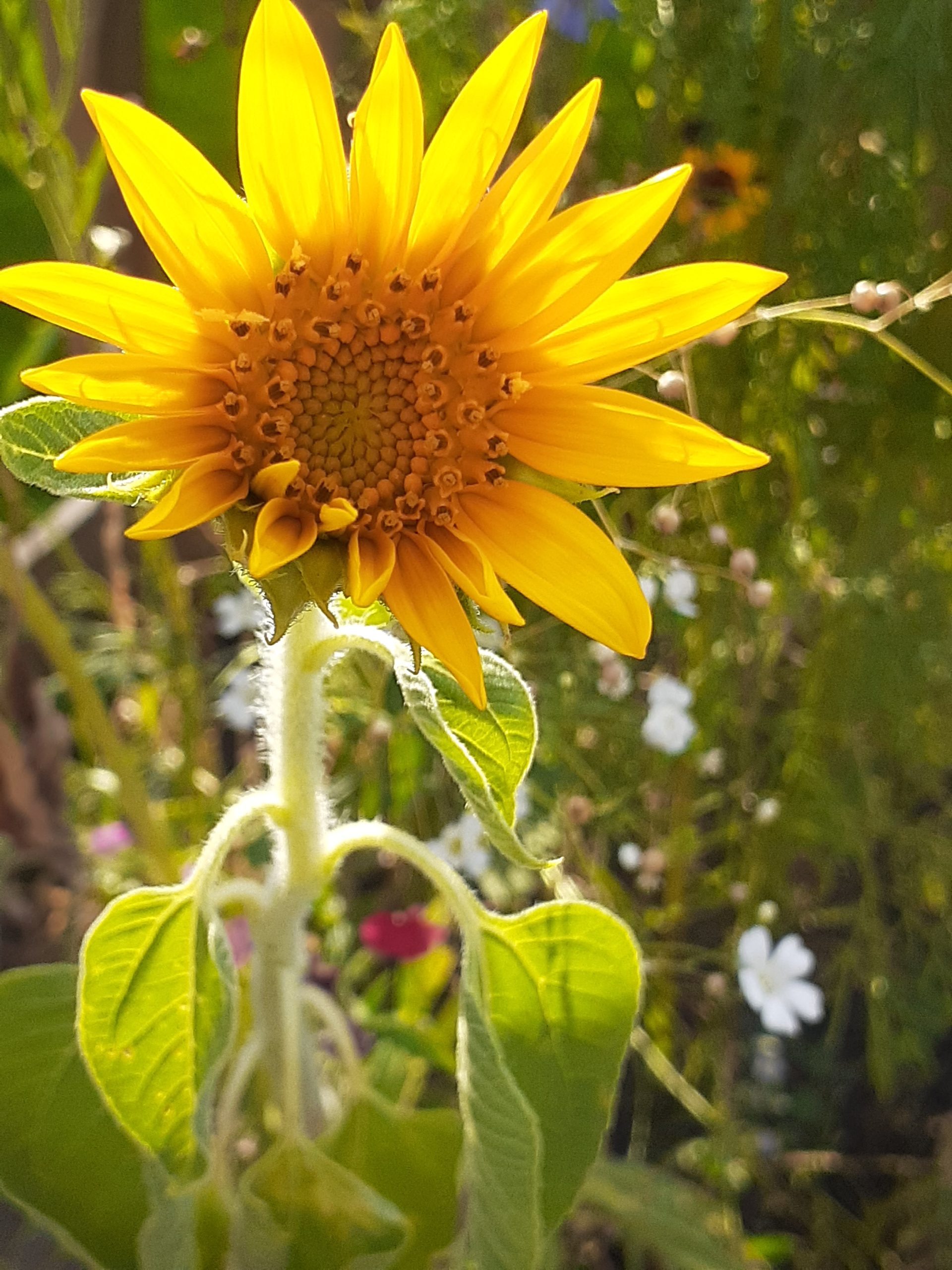 Sunflower plant