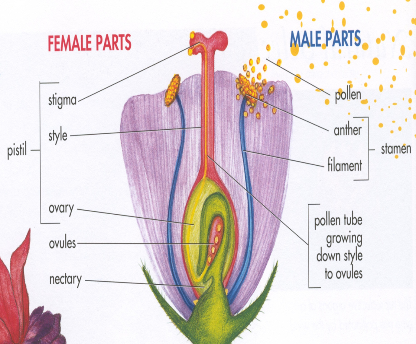 Female parts include pistil (stigma, style, ovary), ovules and nectary. Male parts include pollen, stamen (anther, filament), pollen tube growing down style to ovules.