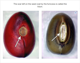 Two seeds, showing the scar where they detached from mother plant.