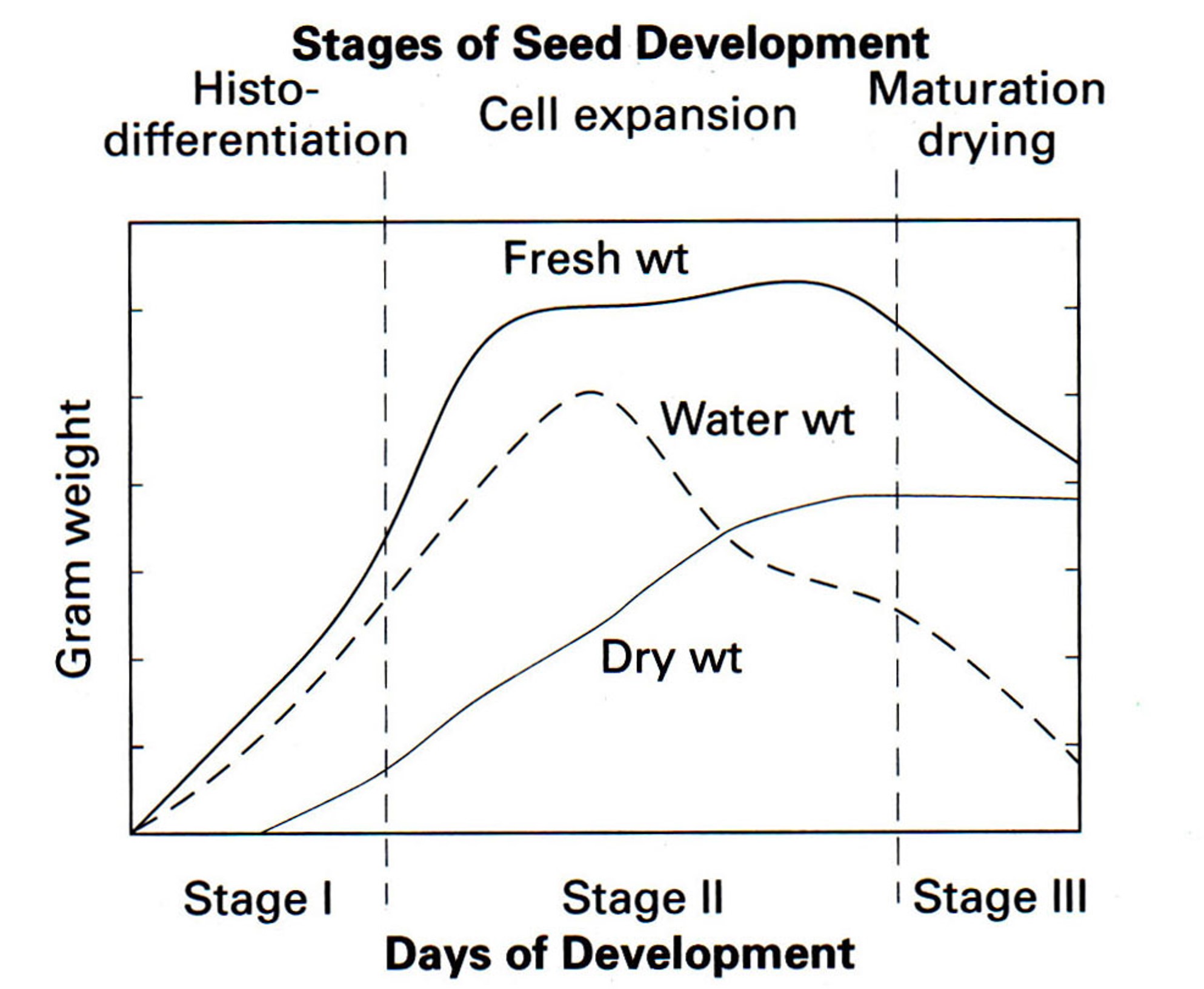 Stage I shows increasing grain weight. Stage 2 shows max fresh weight, water weight and dry weight. Water weight begins decreasing midway of this stage. Stage 3 shows dry weight holding steady, while water weight dramatically decreases to near zero and fresh weight shows a slight decline.